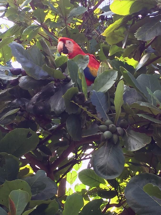 מלון פלנקה Casa Guacamaya מראה חיצוני תמונה